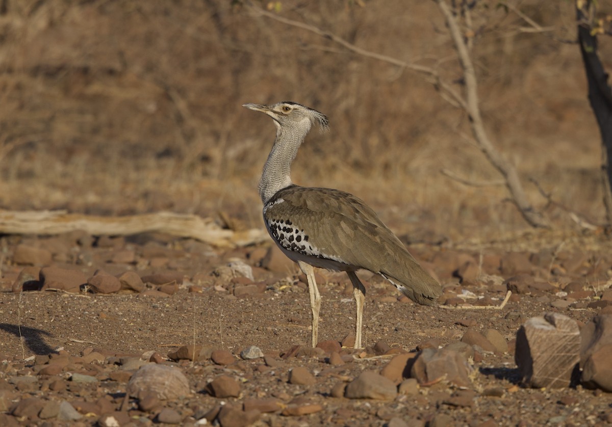 Kori Bustard - ML624553654