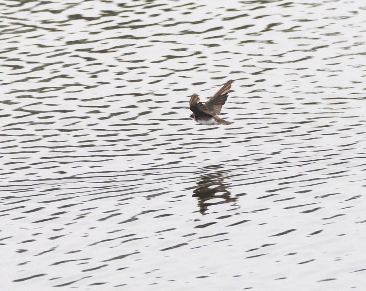 Tree Swallow - ML624553655