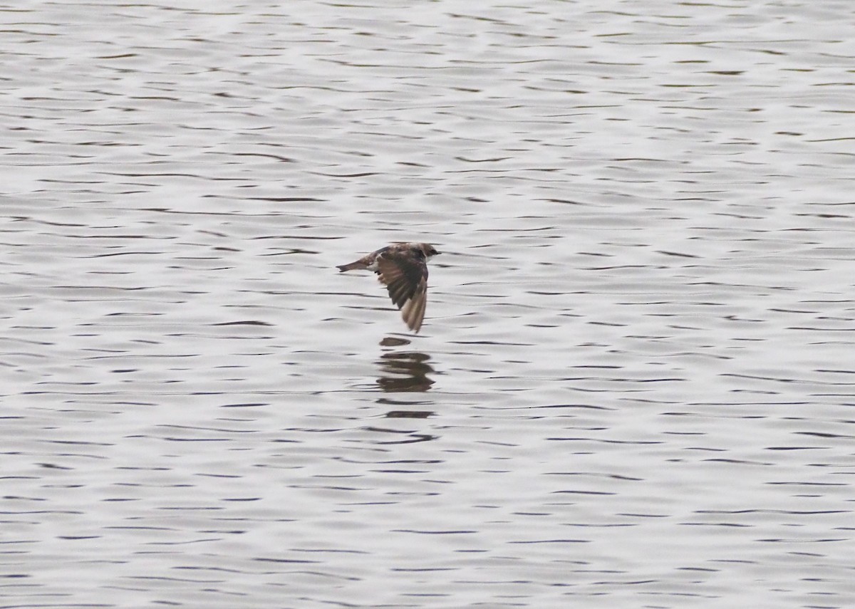 Tree Swallow - ML624553656