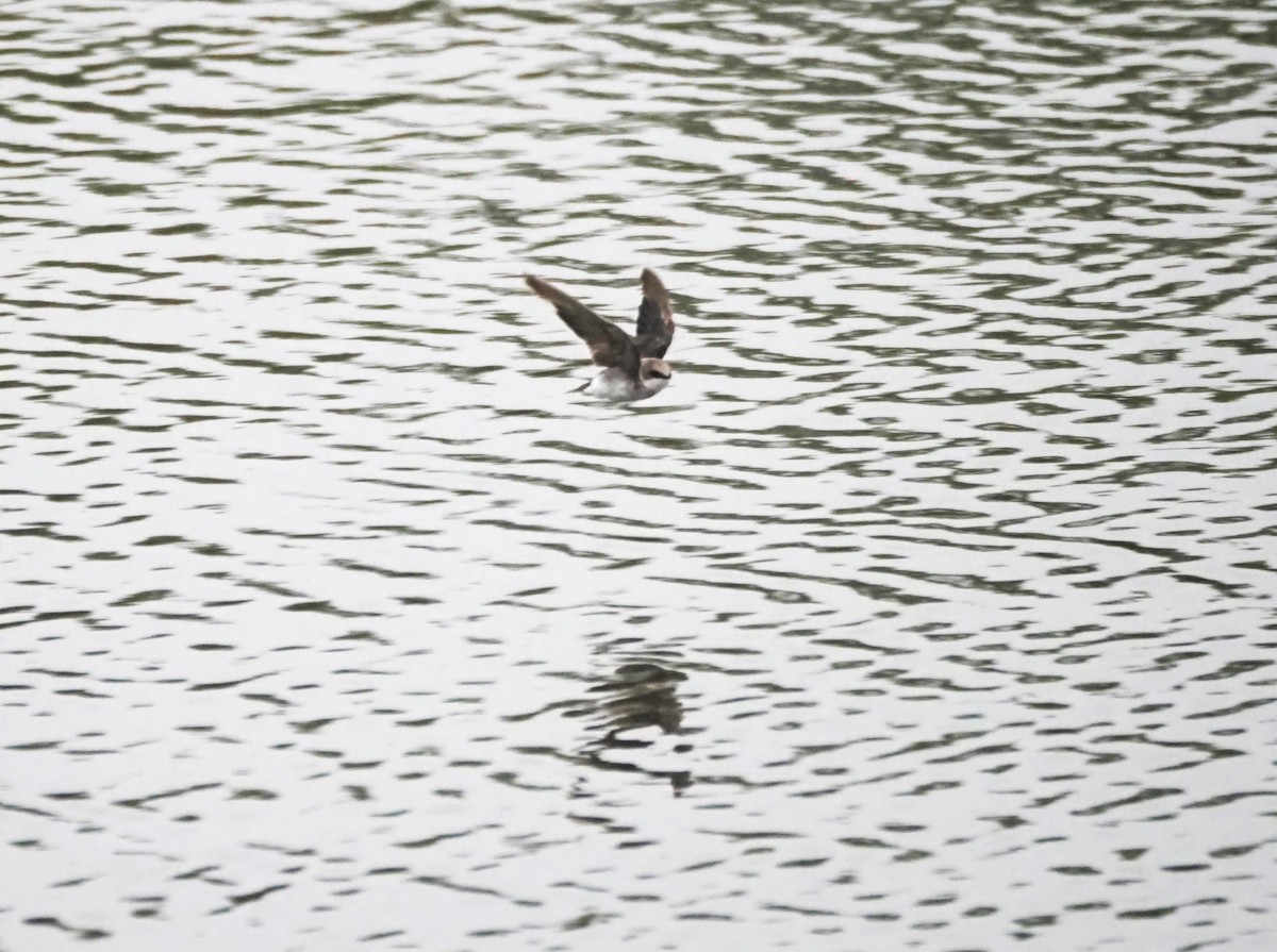 Tree Swallow - Uma Sachdeva