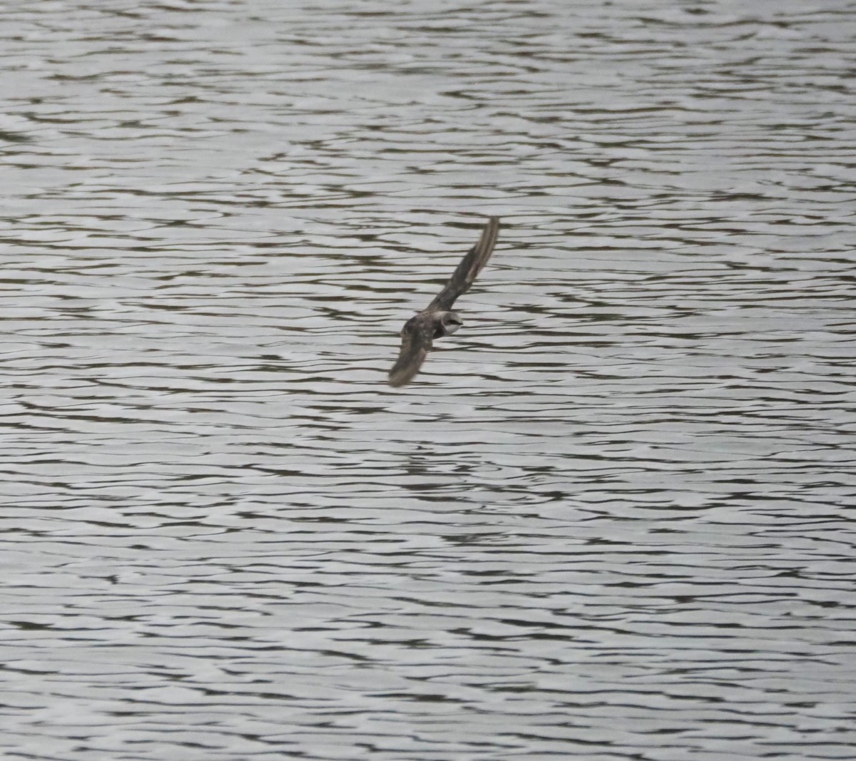 Tree Swallow - ML624553663