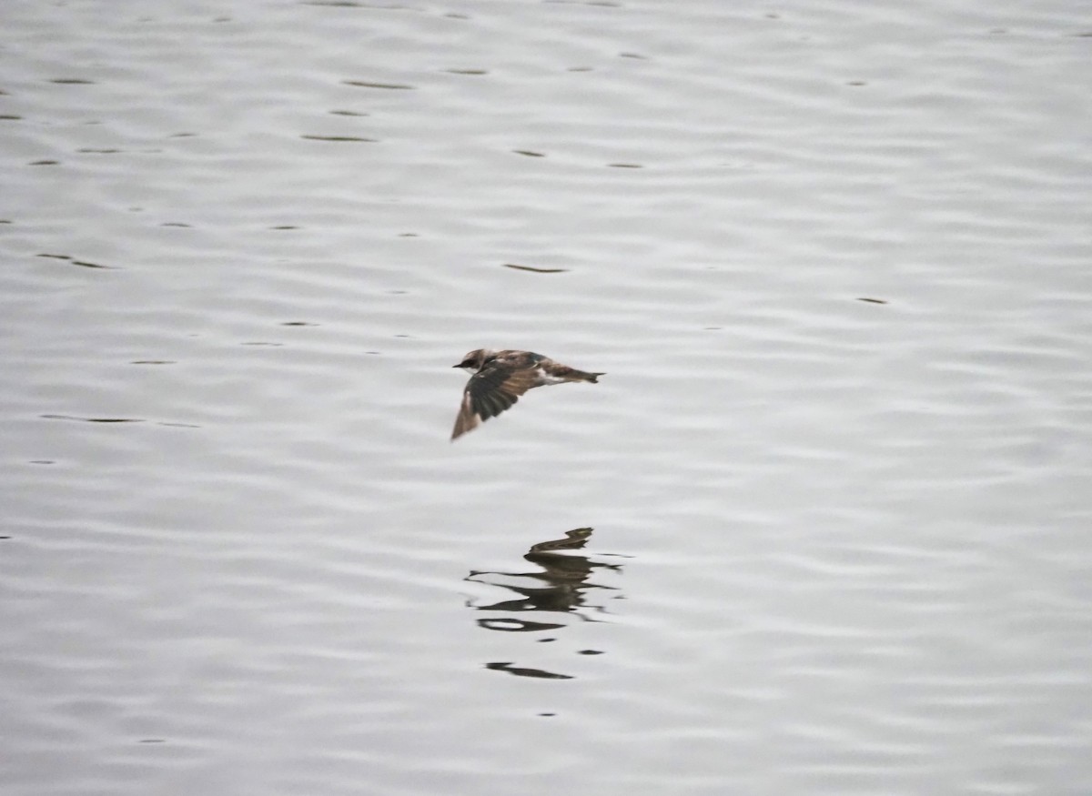 Tree Swallow - Uma Sachdeva