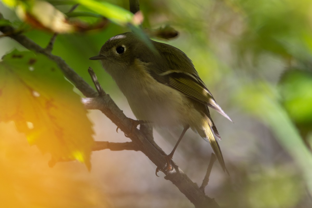 Ruby-crowned Kinglet - ML624553669