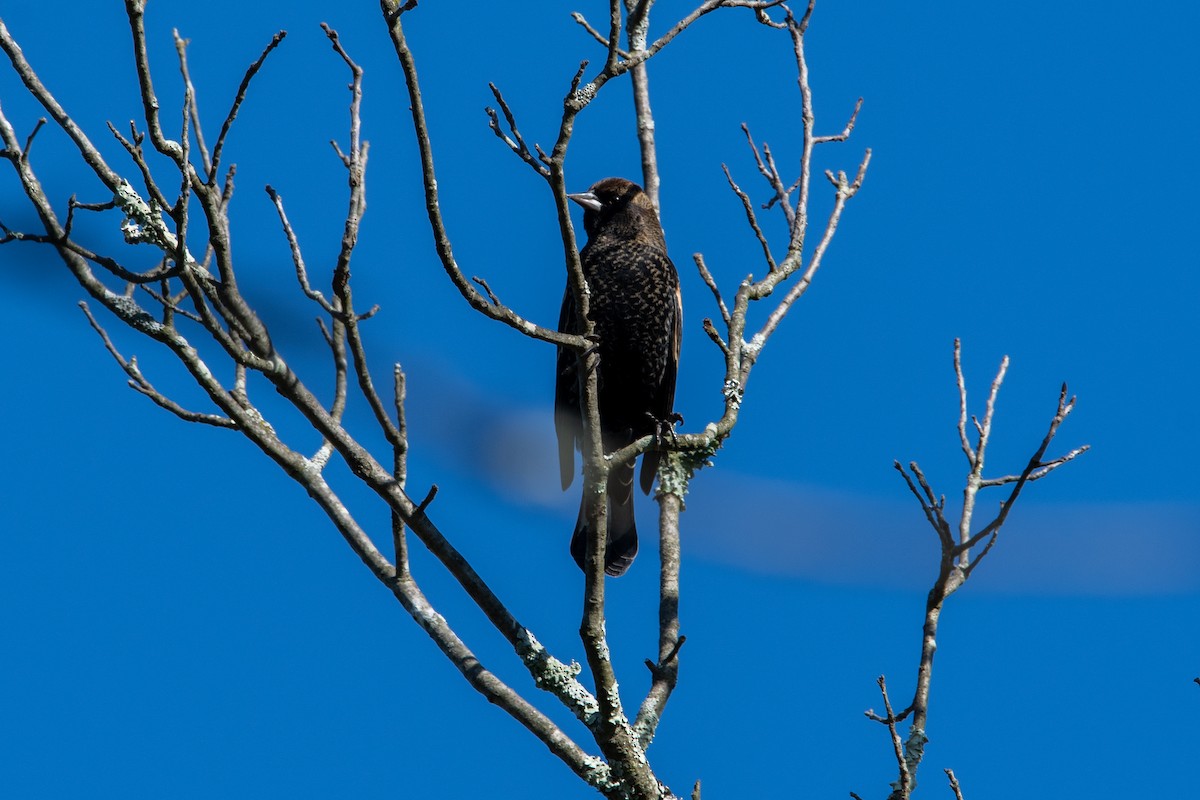 Red-winged Blackbird - ML624553673