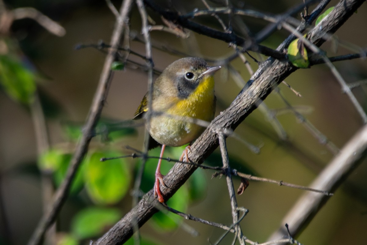 Common Yellowthroat - ML624553676