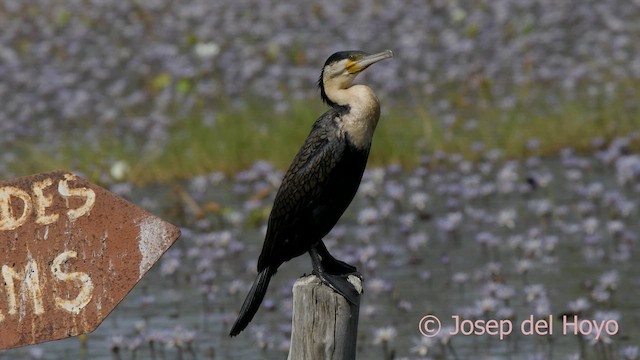 Great Cormorant (White-breasted) - ML624553681