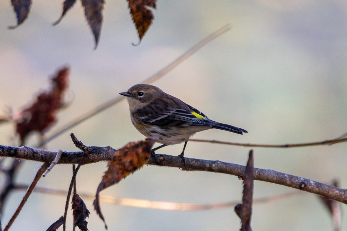 Yellow-rumped Warbler - ML624553689