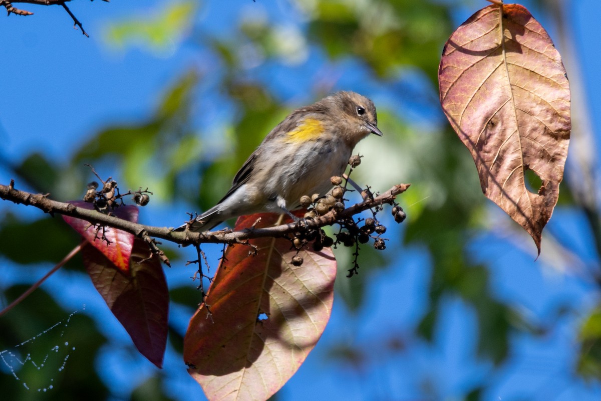 Yellow-rumped Warbler - ML624553690