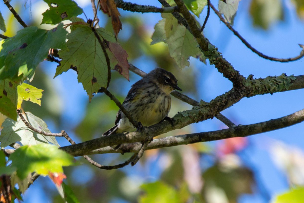 Yellow-rumped Warbler - ML624553691