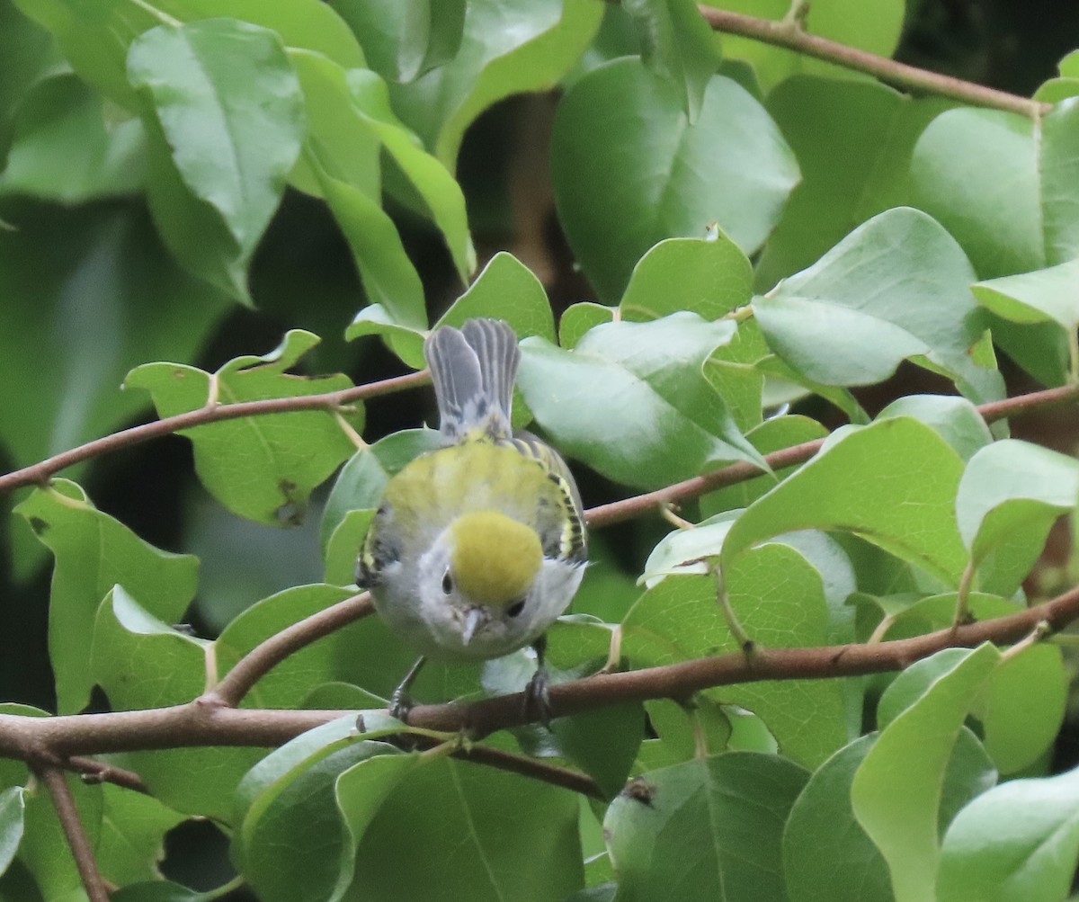 Chestnut-sided Warbler - ML624553707