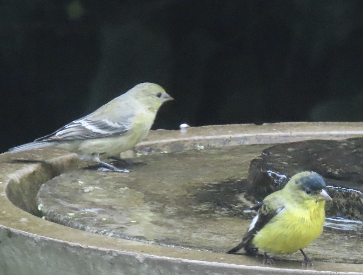 Lesser Goldfinch - ML624553837