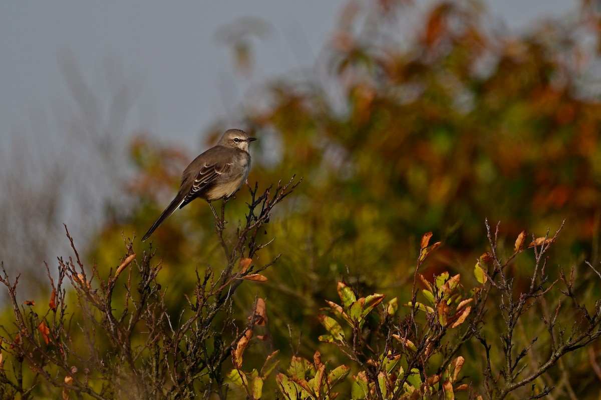 Northern Mockingbird - ML624553907