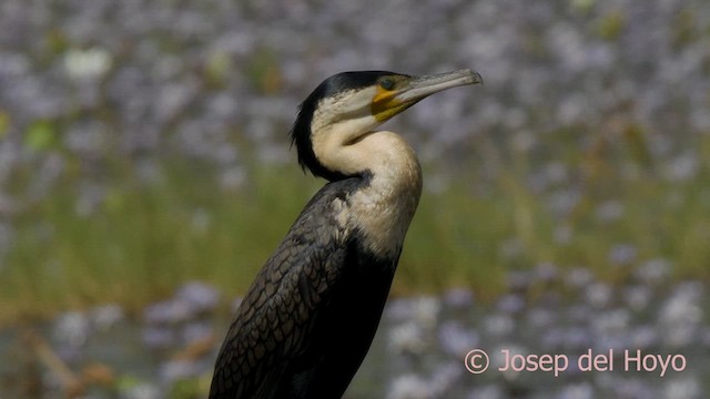 Great Cormorant (White-breasted) - ML624553908