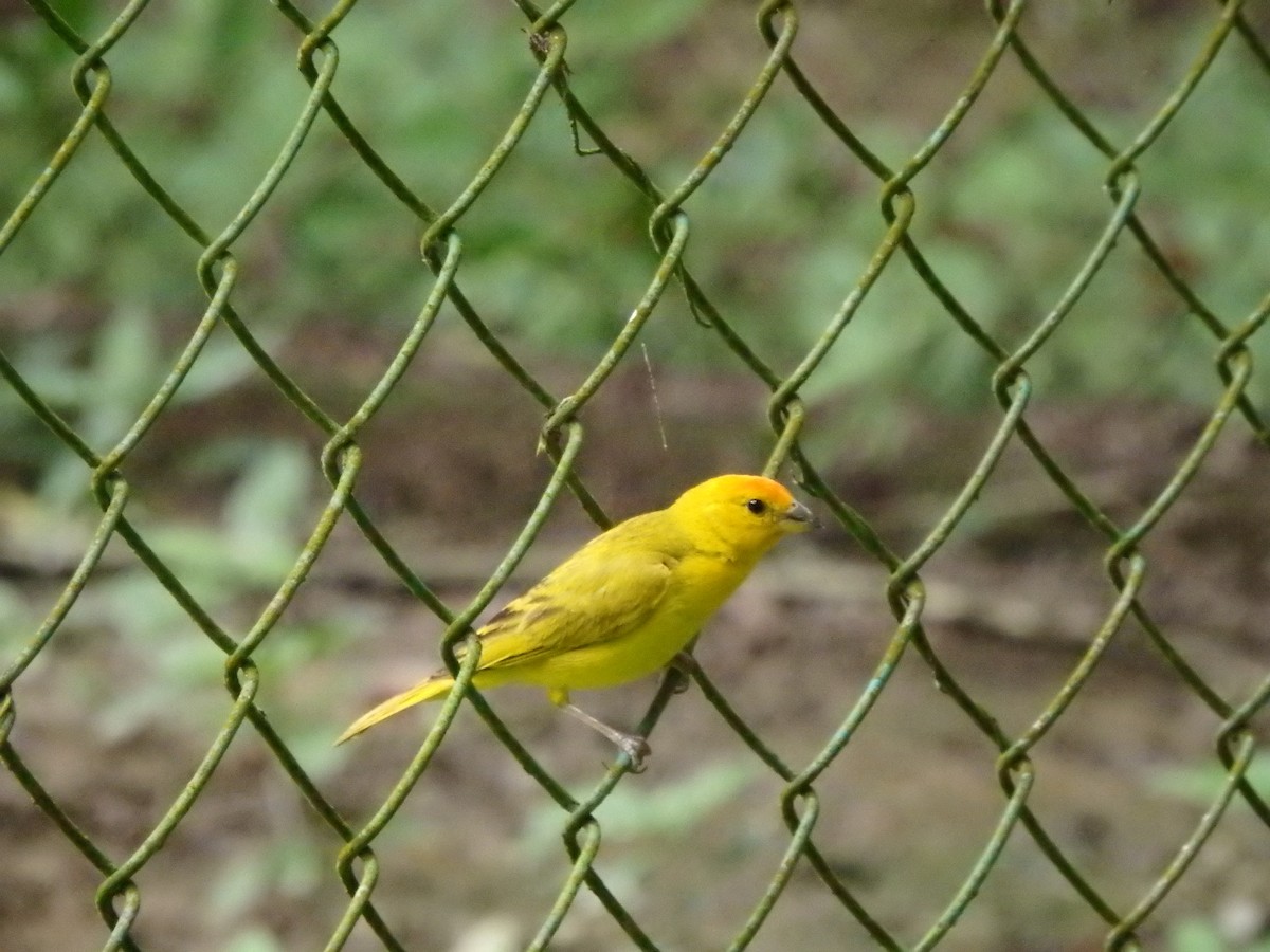 Saffron Finch - ML624553920