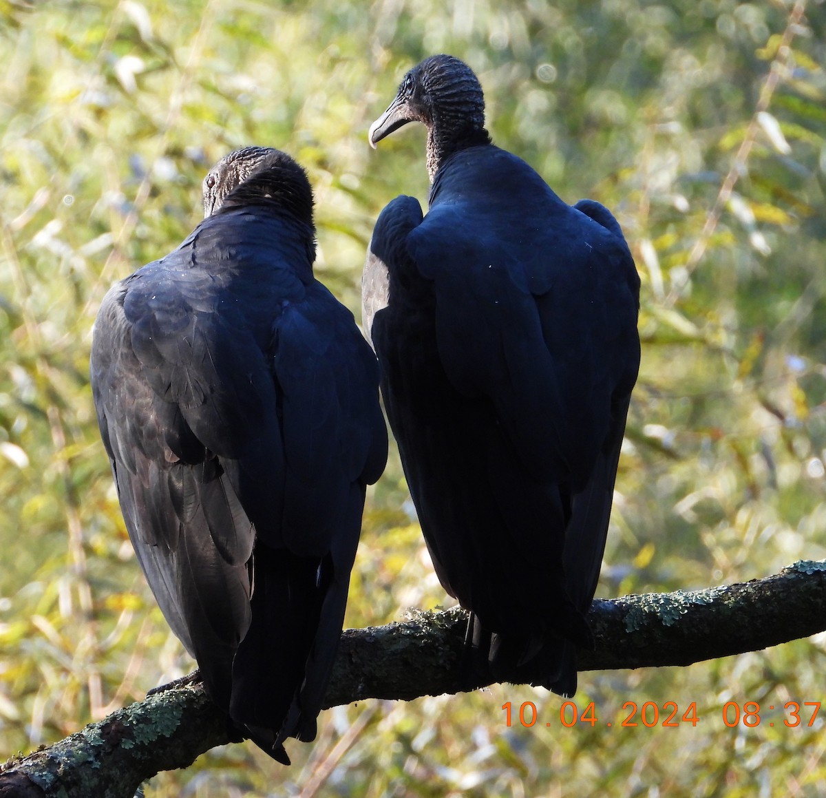 Black Vulture - ML624553953