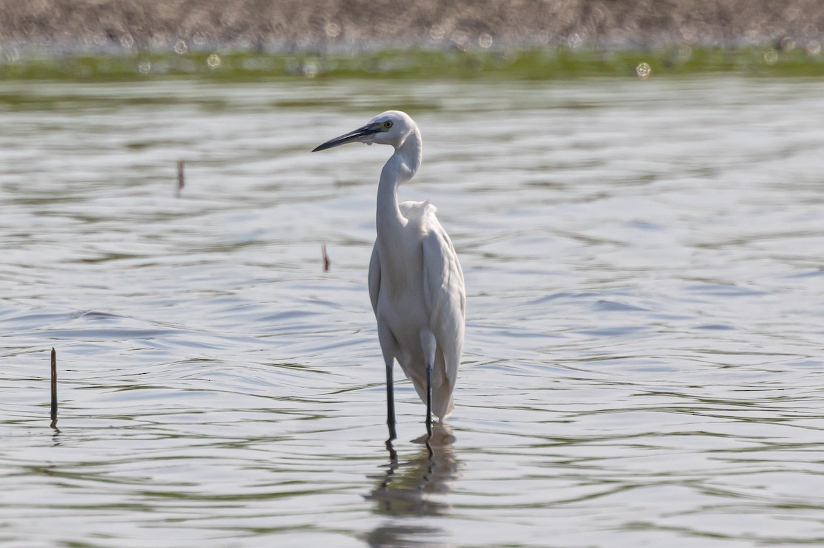 Aigrette garzette - ML624553954