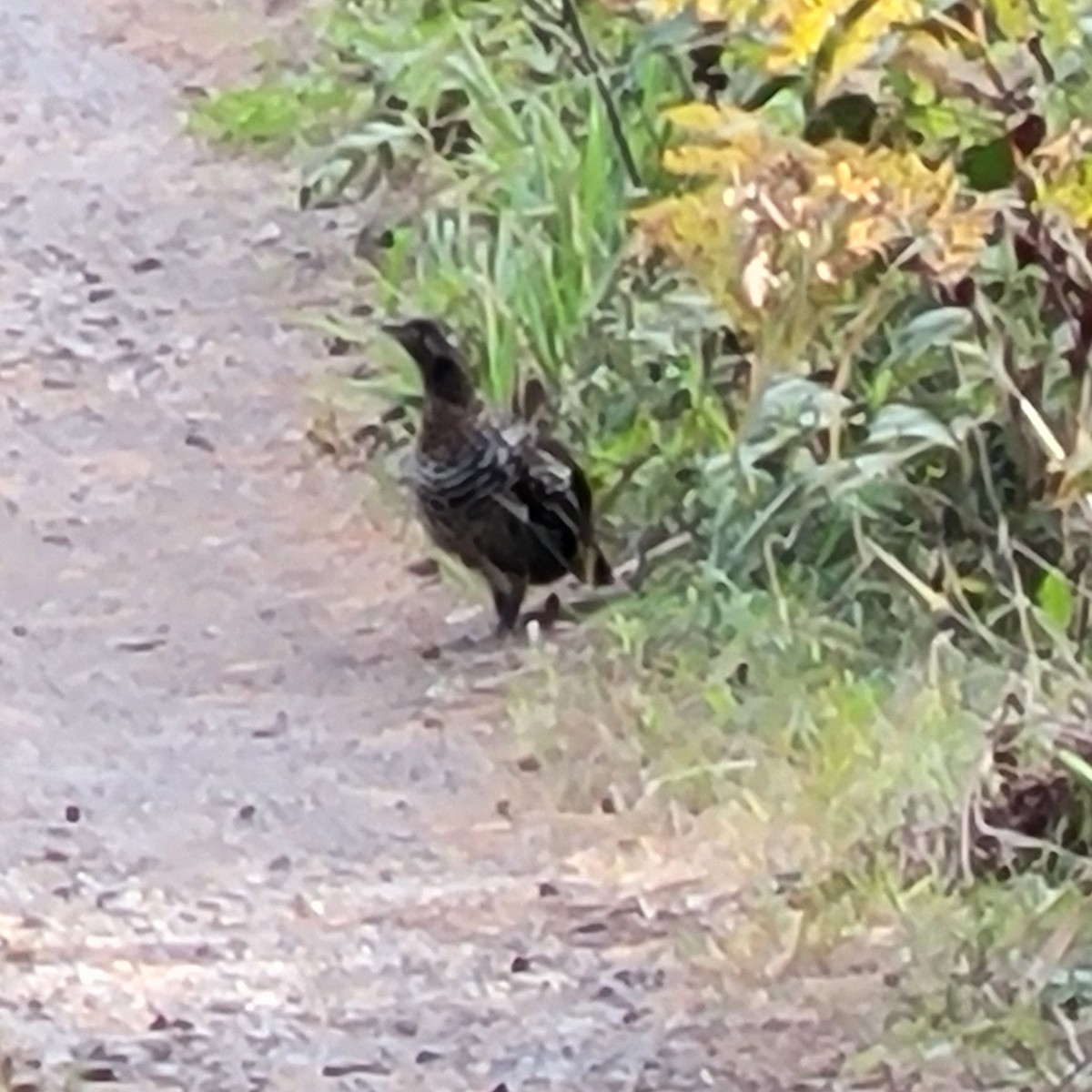 Spruce Grouse - ML624553978