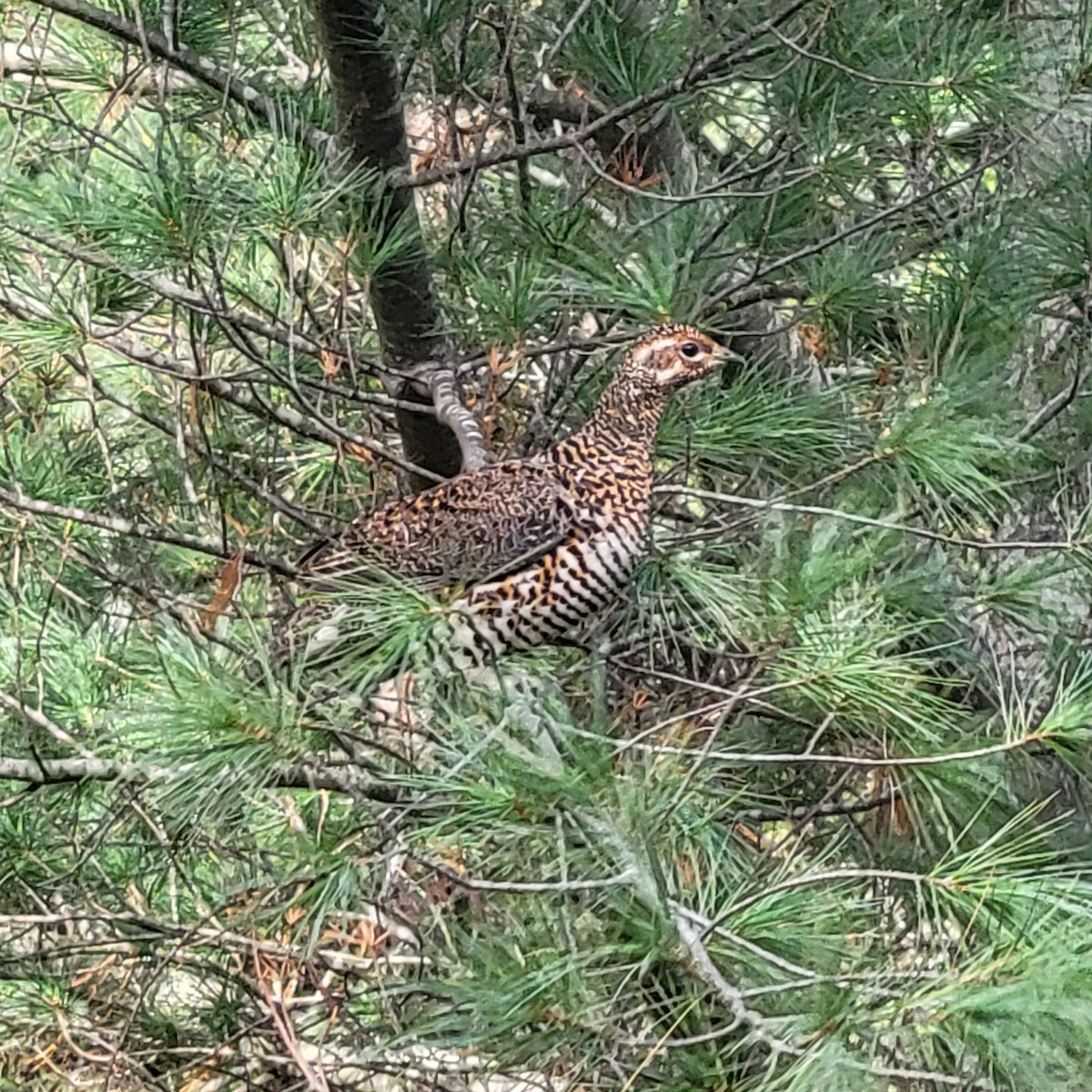 Spruce Grouse - ML624553981