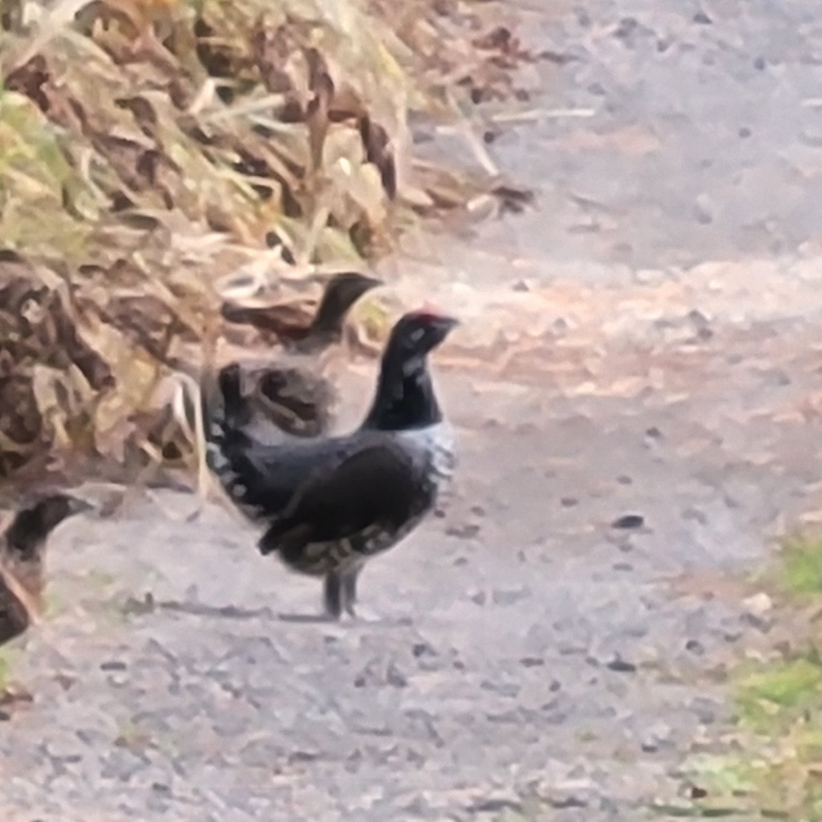 Spruce Grouse - ML624553982
