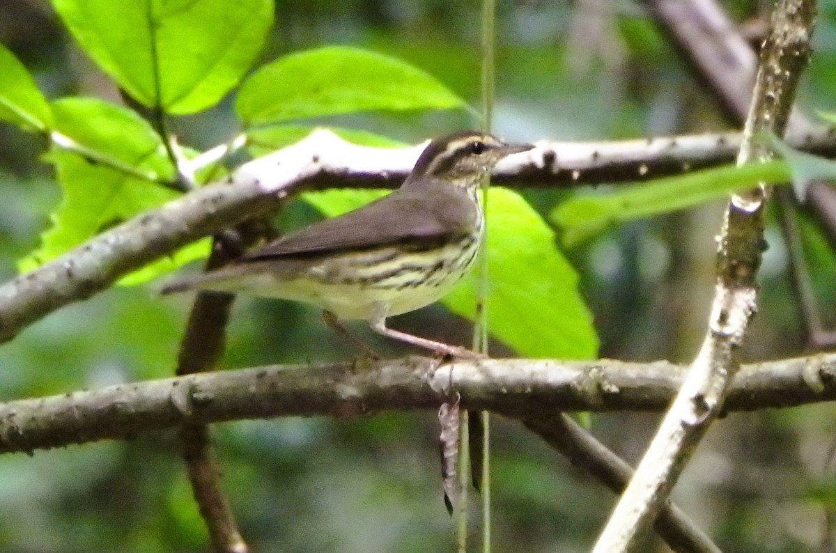 Northern Waterthrush - ML624554020