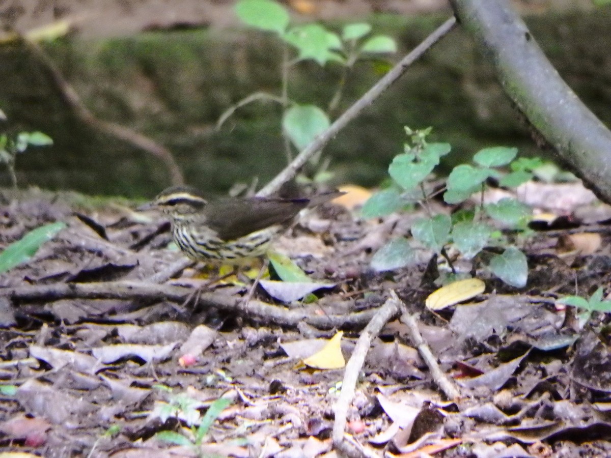 Northern Waterthrush - Edouard Paiva