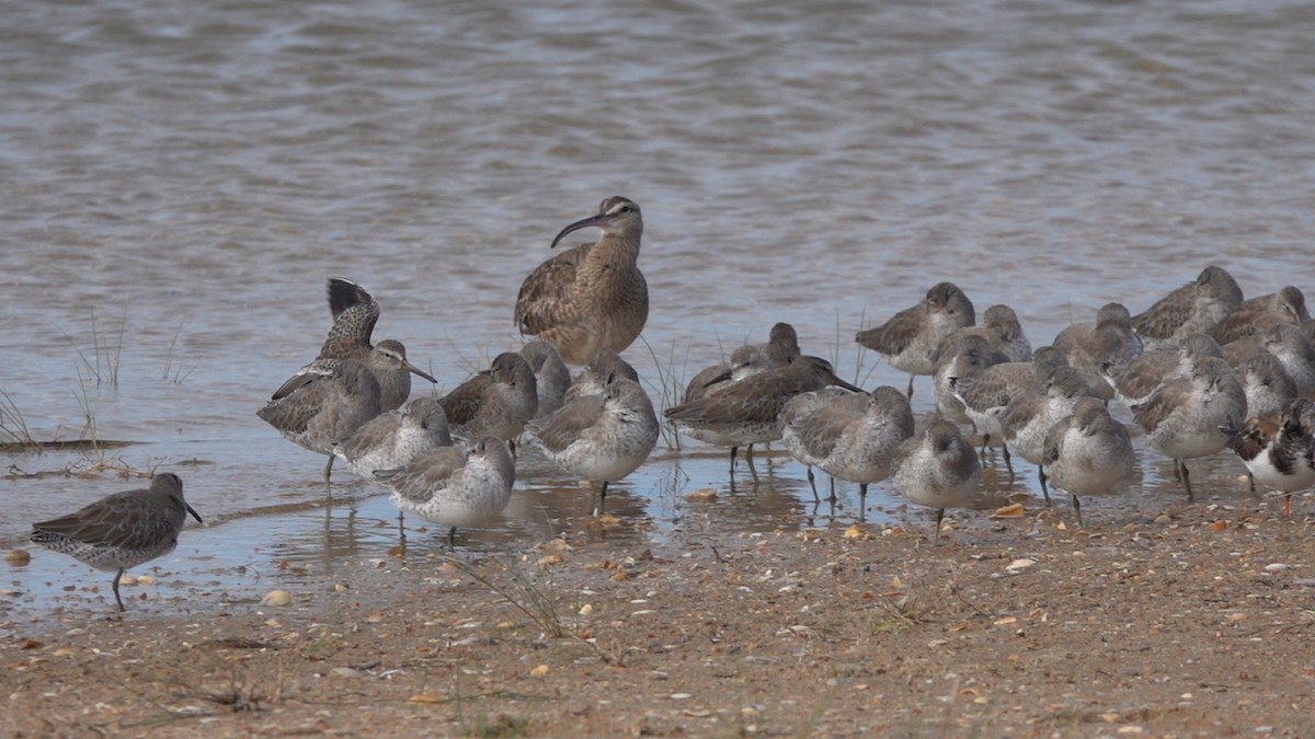 Whimbrel - ML624554036