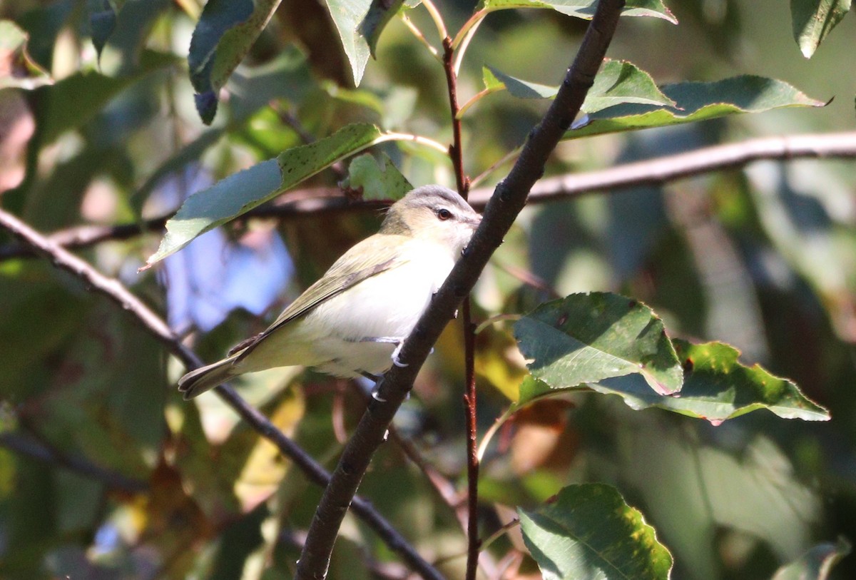 Red-eyed Vireo - ML624554037