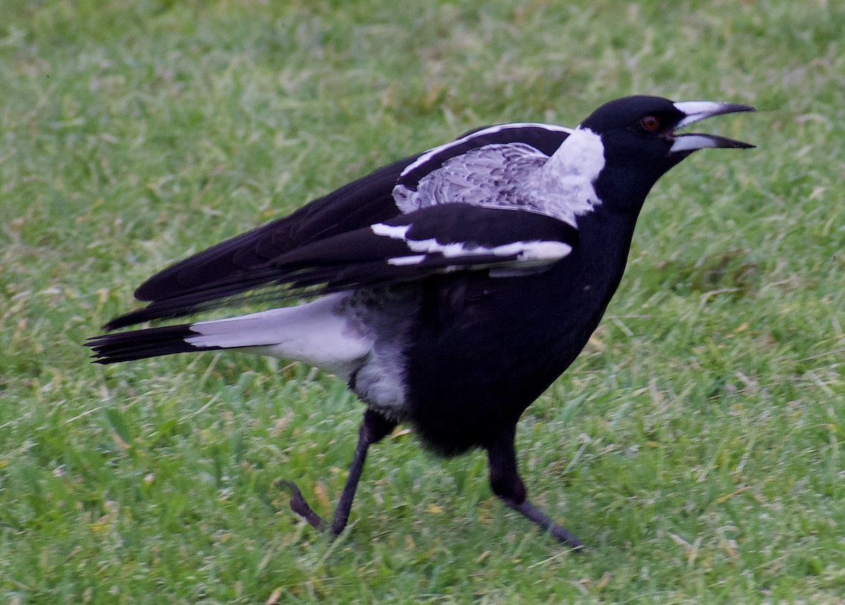 Australian Magpie - ML624554038