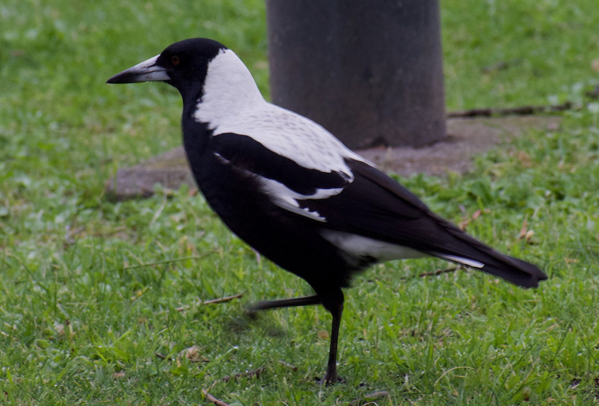 Australian Magpie - ML624554040