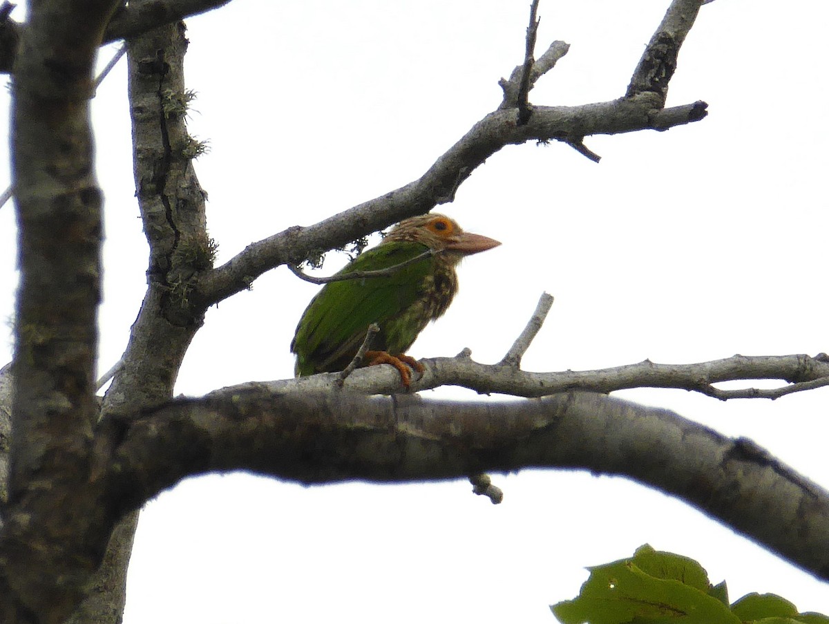 Lineated Barbet - ML624554041