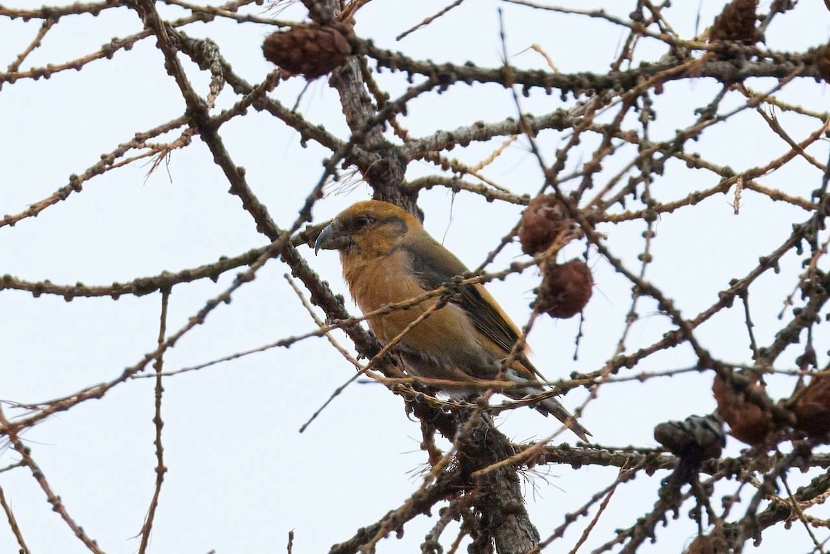 Red Crossbill - ML624554044