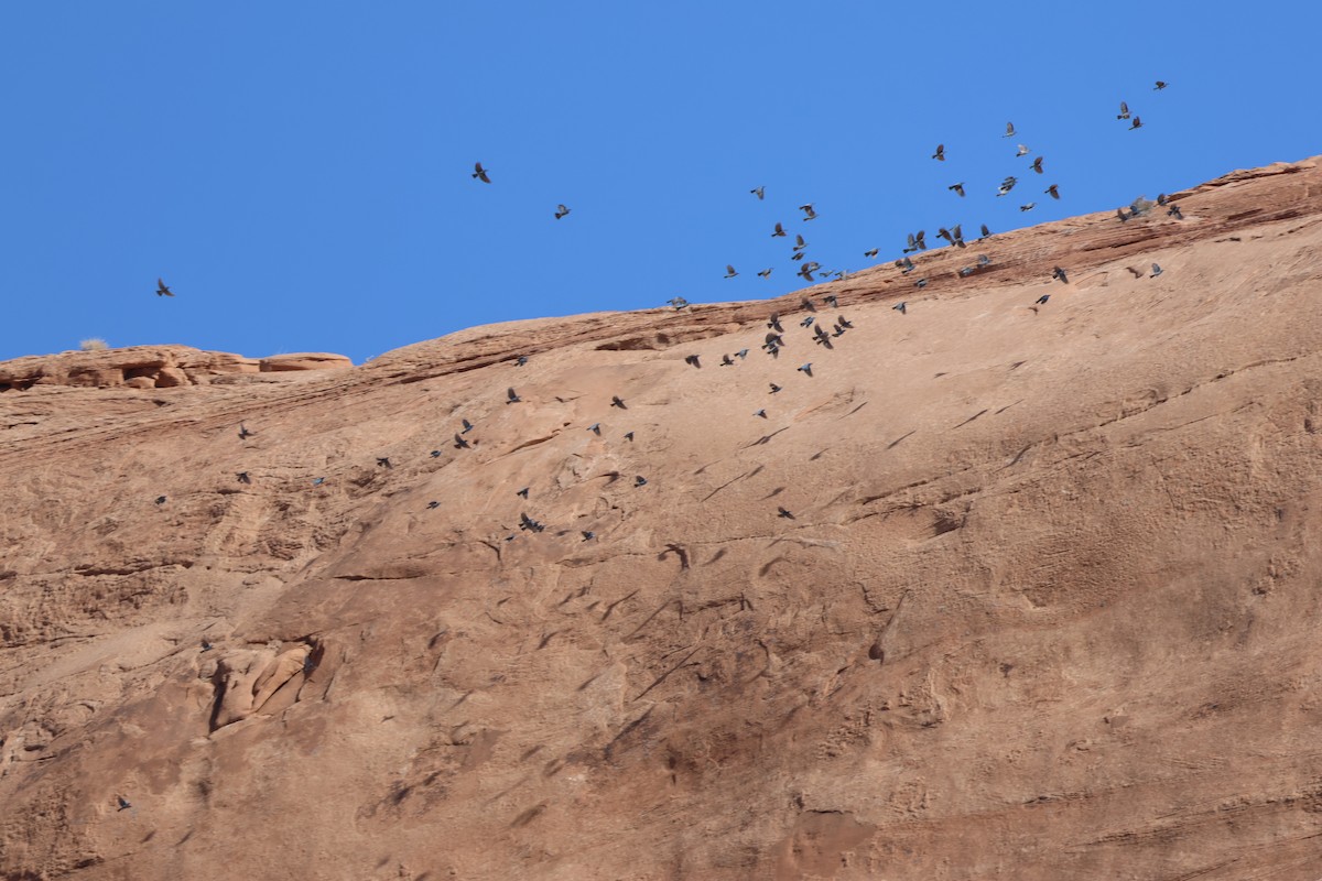 Pinyon Jay - ML624554045