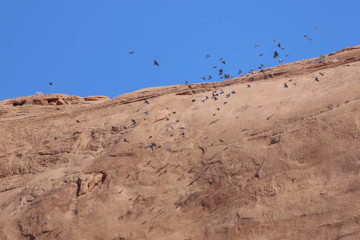 Pinyon Jay - ML624554046