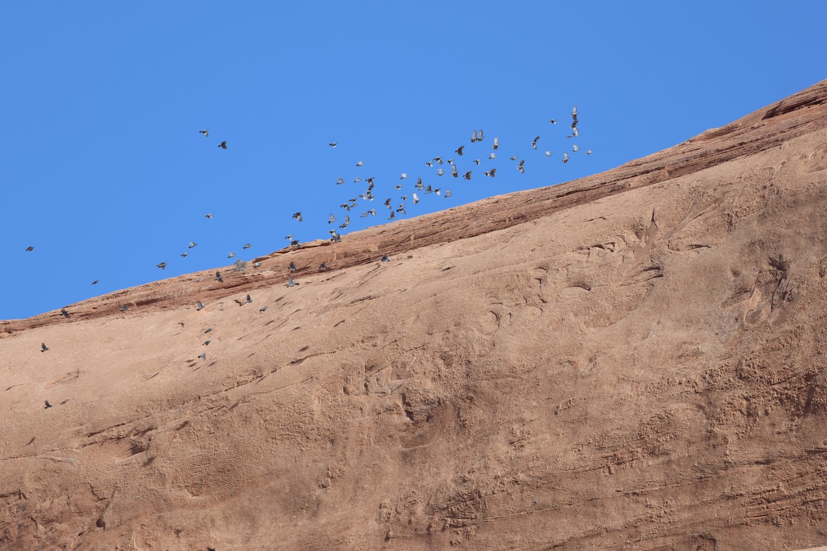 Pinyon Jay - ML624554047