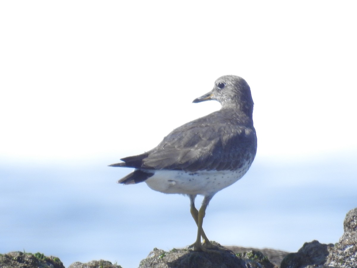 Surfbird - ML624554048