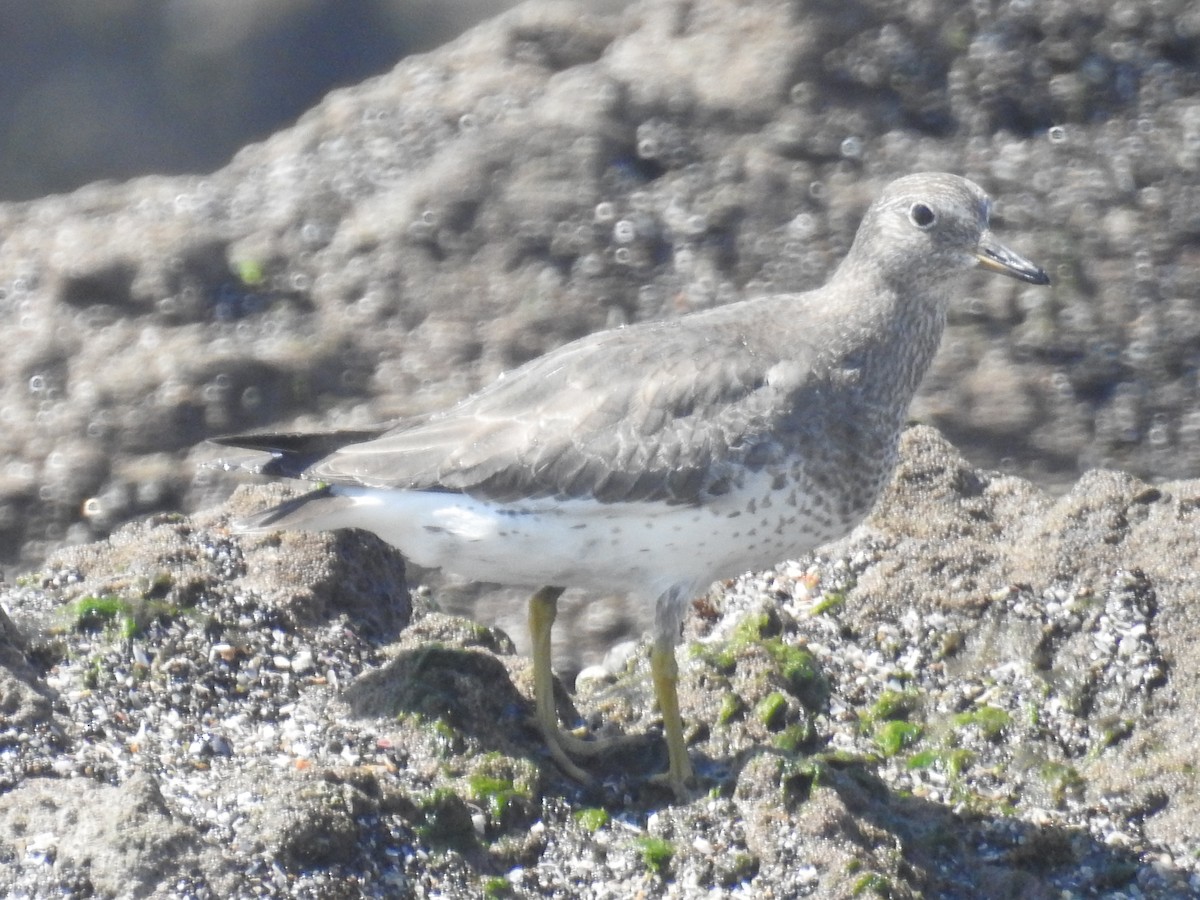 Surfbird - Alejandro Velasquez