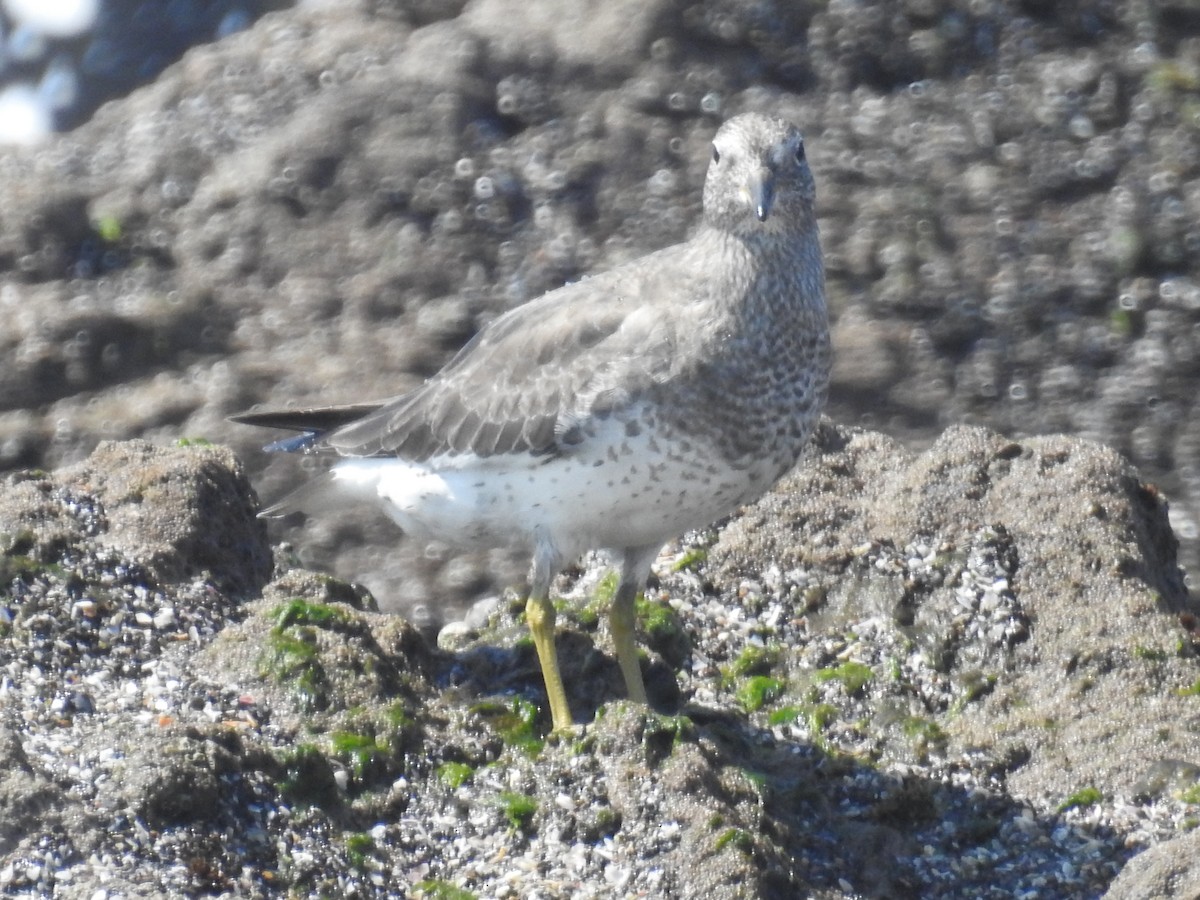 Surfbird - Alejandro Velasquez