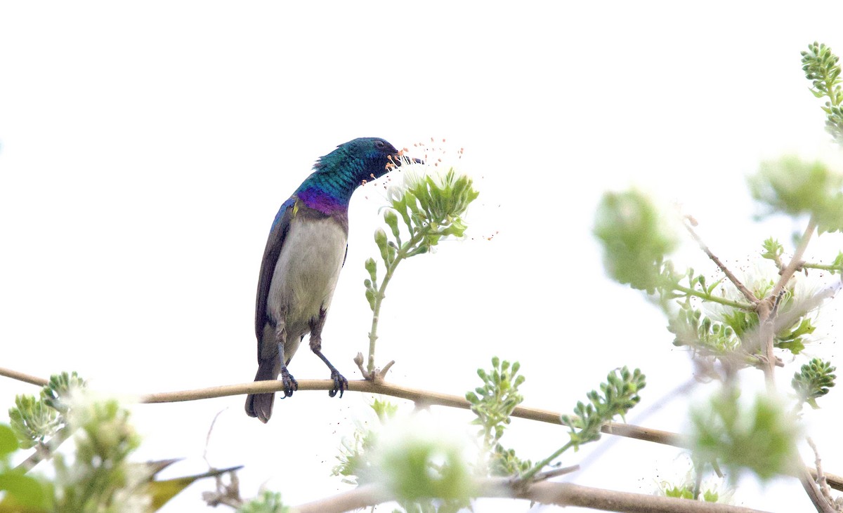 White-breasted Sunbird - ML624554052