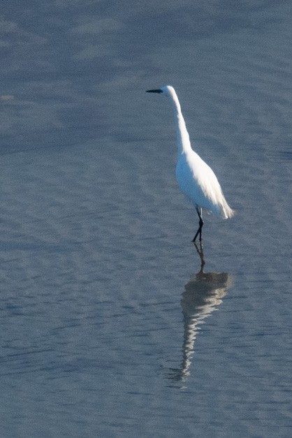 Little Egret - ML624554053