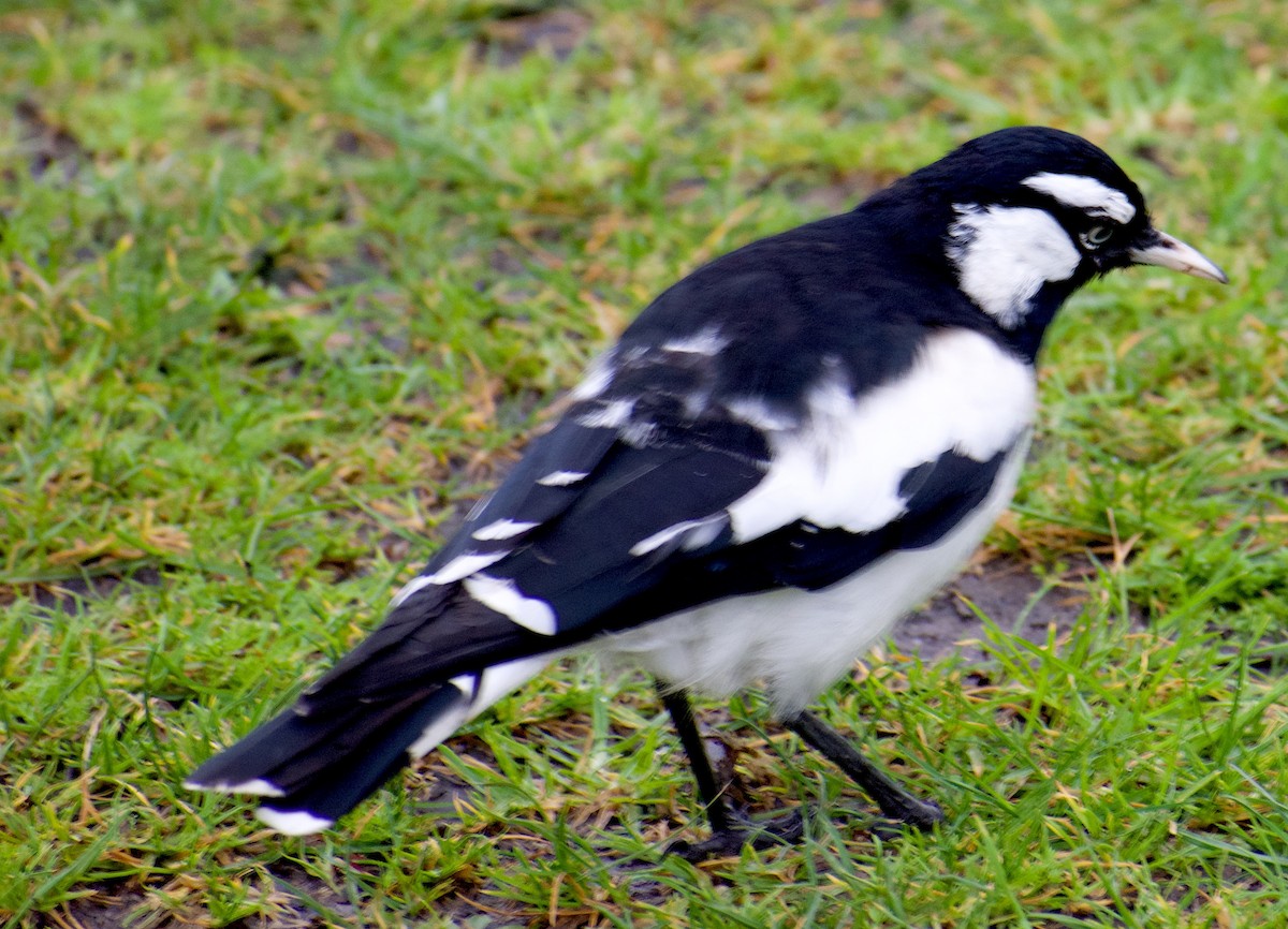 Magpie-lark - ML624554054