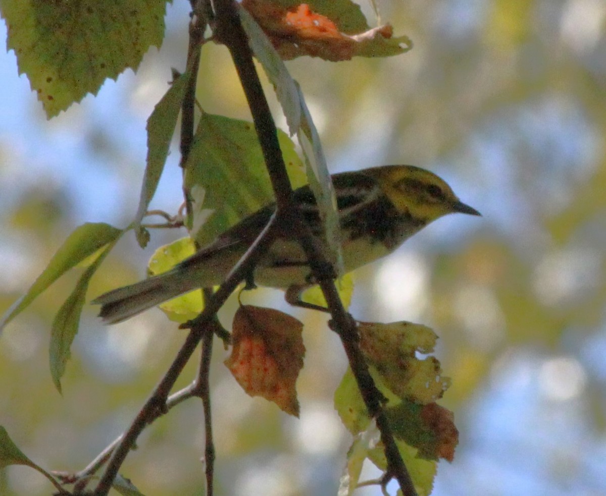 Black-throated Green Warbler - ML624554055