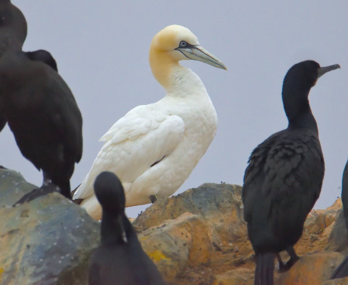 Northern Gannet - ML624554057