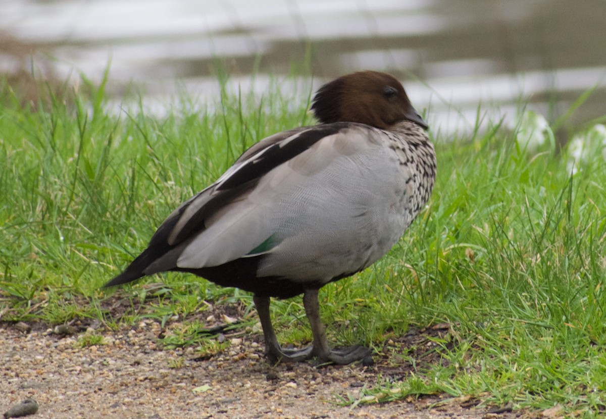 Maned Duck - ML624554061