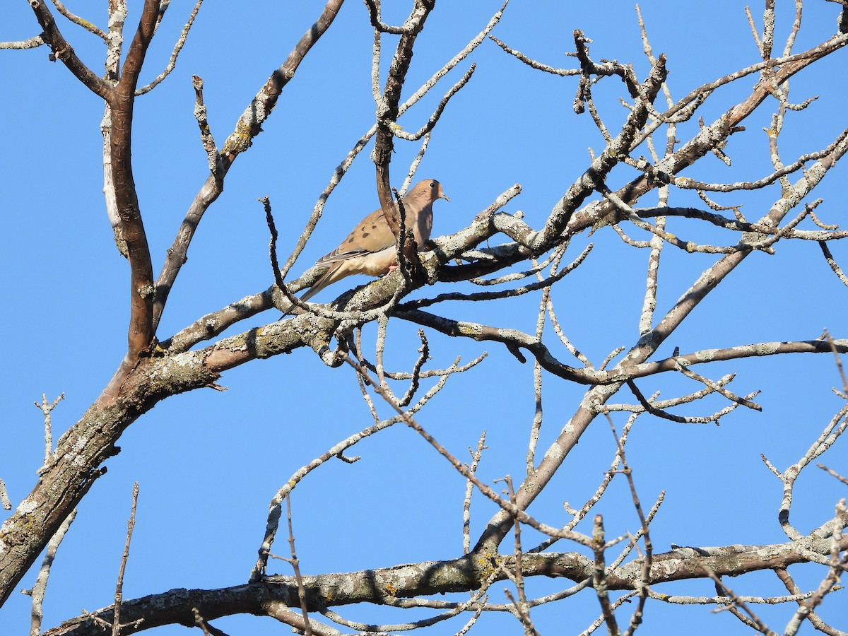 Mourning Dove - ML624554062