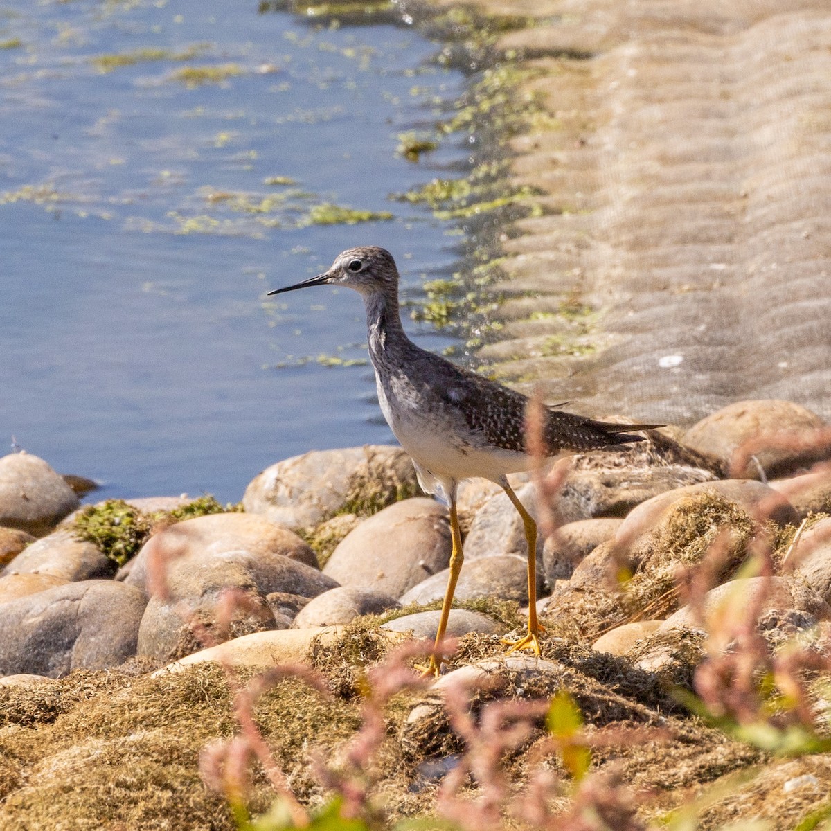 Lesser Yellowlegs - ML624554063