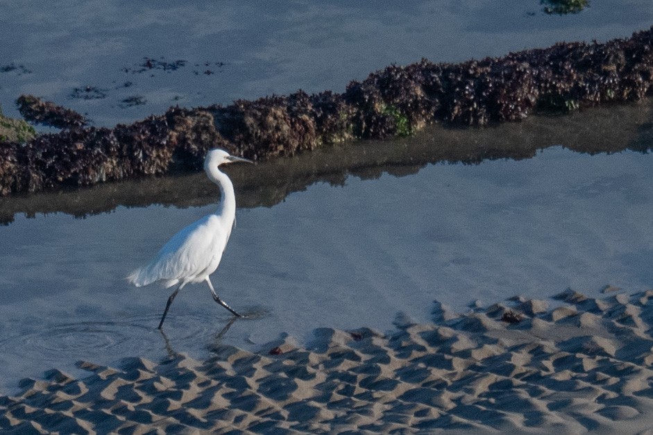 Little Egret - ML624554064