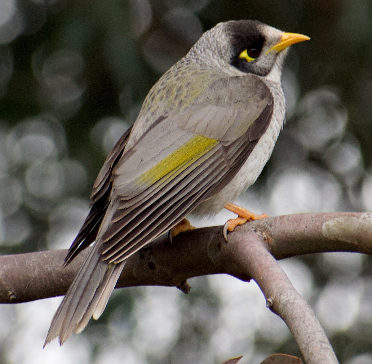 Noisy Miner - Anand Krishnan