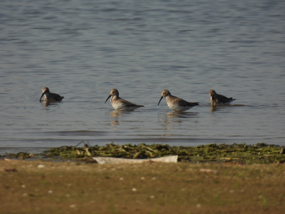 Dunlin - ML624554066