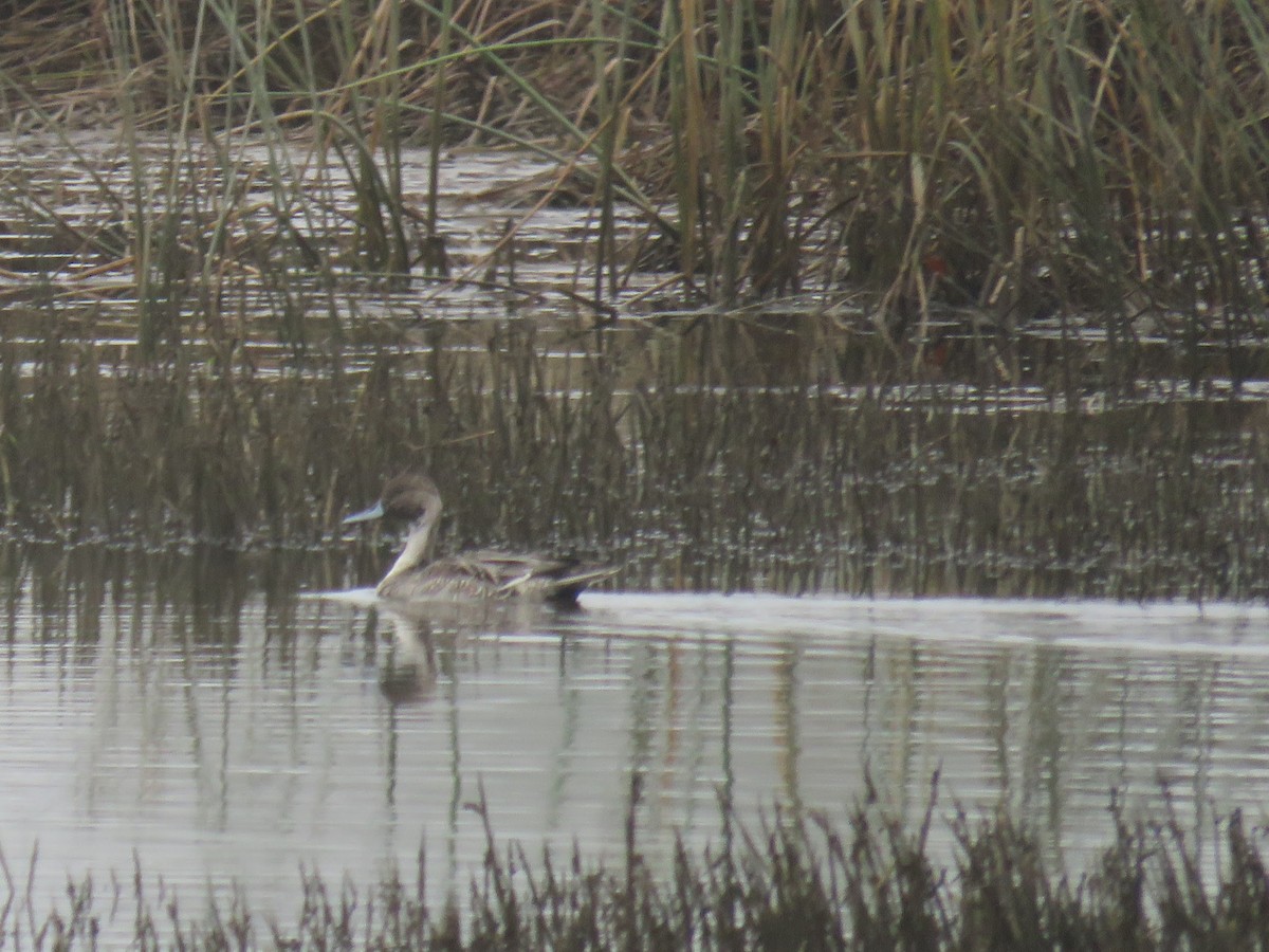 Northern Pintail - ML624554067