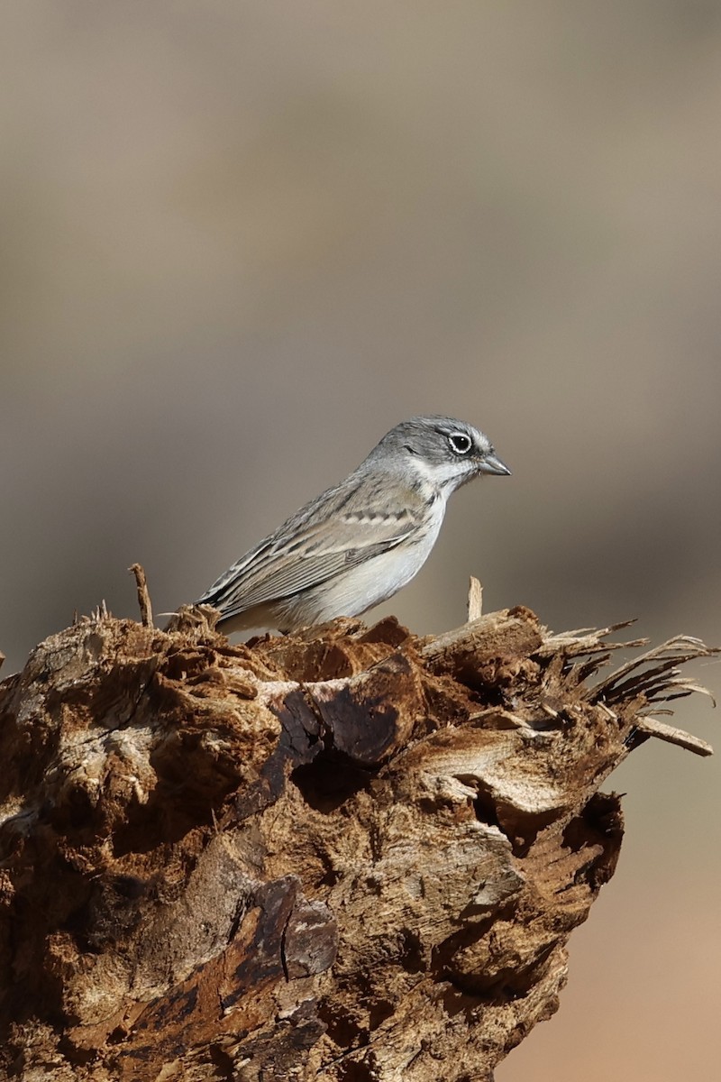 Sagebrush Sparrow - ML624554068